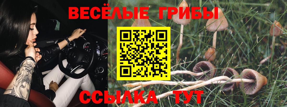 Псилоцибиновые грибы Psilocybe Златоуст